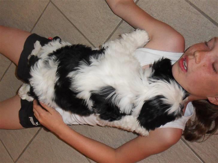 Lhasa apso zorro - sover billede 9