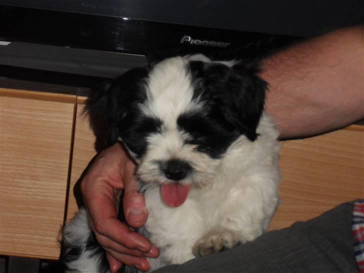 Lhasa apso zorro billede 10