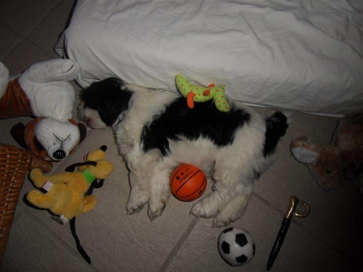 Lhasa apso zorro - sover billede 11