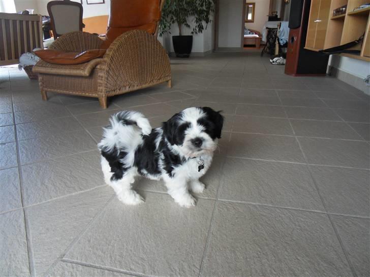 Lhasa apso zorro billede 12