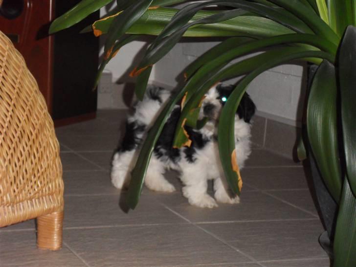 Lhasa apso zorro - leger billede 13