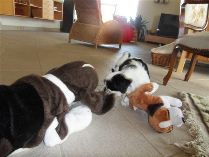 Lhasa apso zorro billede 14