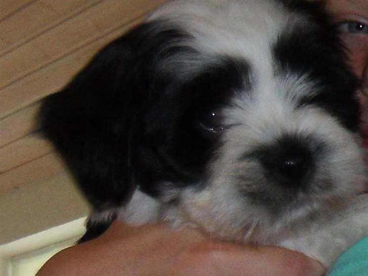 Lhasa apso zorro - forvel og læg venligst en bedømelse og en komentar ind tak <3 billede 15