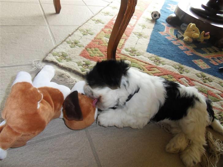Lhasa apso zorro - slikker på sin hund <3 billede 16
