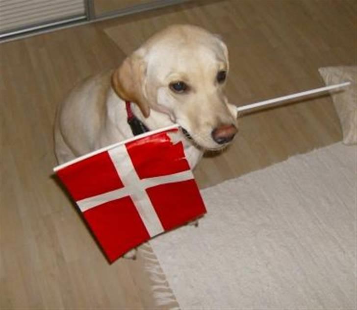 Labrador retriever Alma - Alma ønsker Mormor tillykke med fødselsdagen billede 1