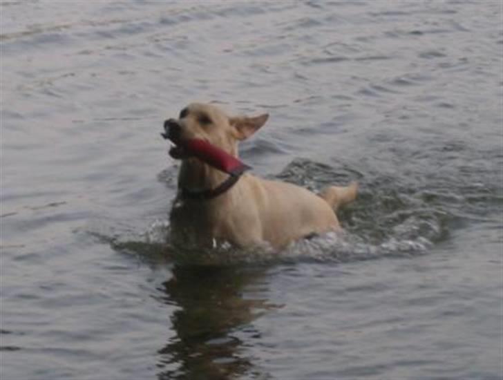 Labrador retriever Alma - Vandhund billede 3