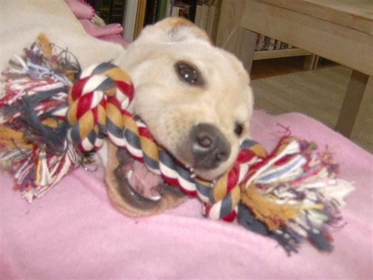 Labrador retriever Alma - Farlig tiger billede 4