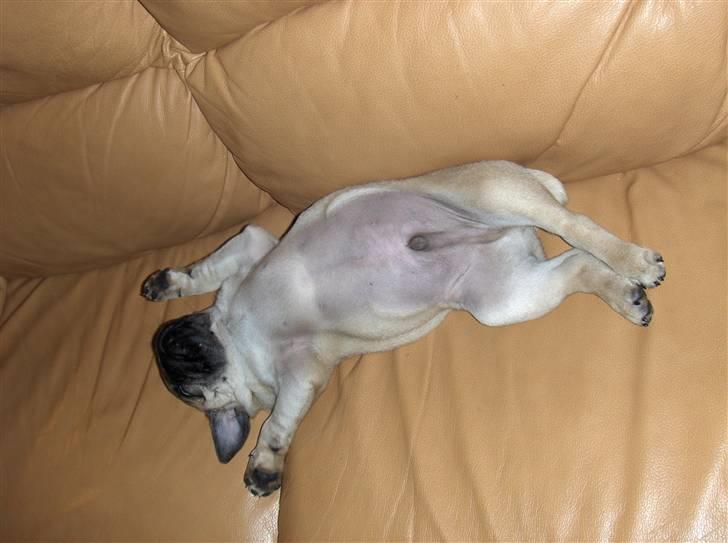 Mops Futte - Afslapning i sofaen billede 2