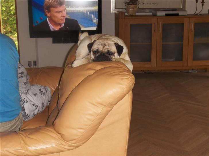 Mops Futte - Jeg vender mig om når vi skal se fodboldkamp billede 3