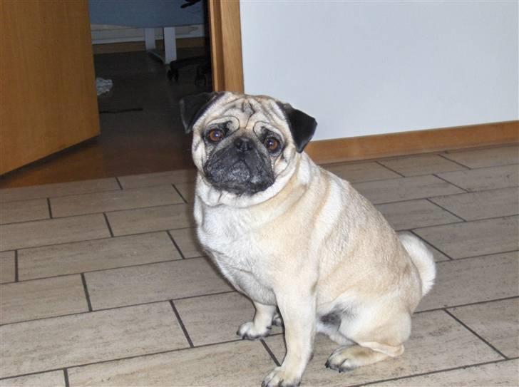 Mops Futte - Flot fyr ikke? billede 6