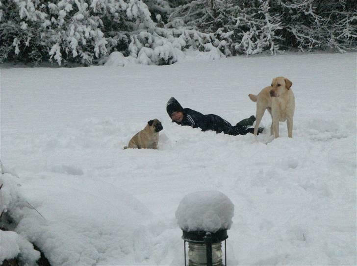 Mops Futte - Leg i sneen det er super sjovt billede 7