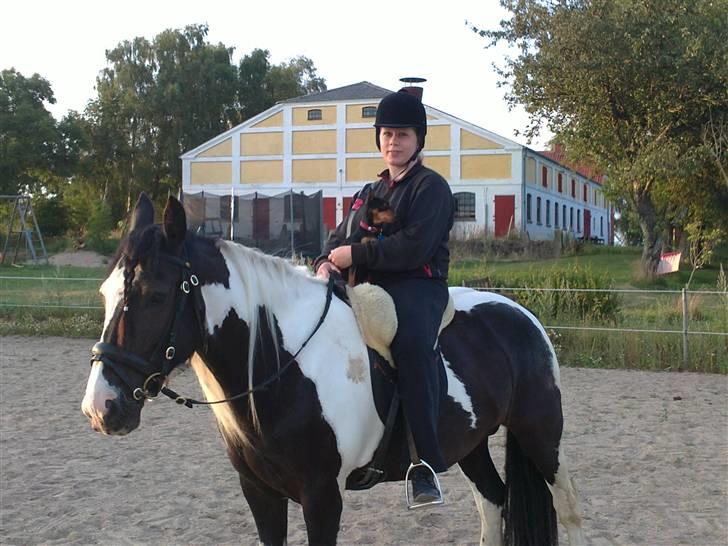 Dvaergpinscher Damgaards Licky Lady - Licky er ude og ride en tur med mor (billede taget af Britta) billede 18