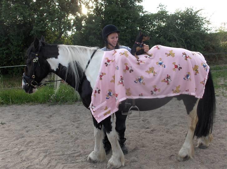 Dvaergpinscher Damgaards Licky Lady - Mine tre dejlige piger <3 Licky, Shannie og Britta <3 billede 19