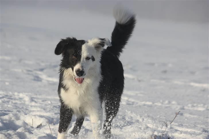 Border collie Calvin - 6 mdr og lækker:) billede 1