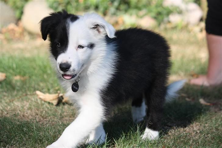 Border collie Calvin - Første dag hjemme. billede 2