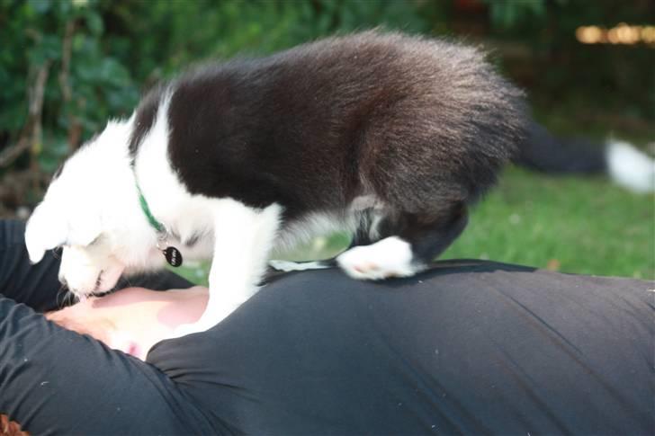 Border collie Calvin - . billede 3