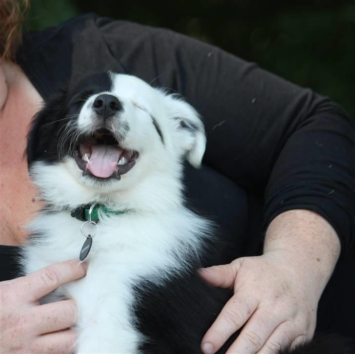 Border collie Calvin billede 4
