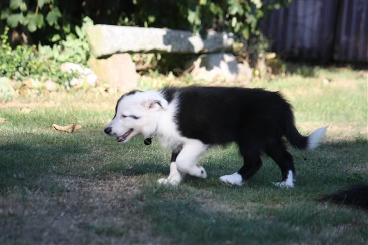 Border collie Calvin - Haven skal undersøges :-) billede 5