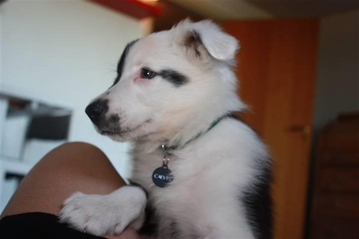 Border collie Calvin - Kravler på moster, hun siger jeg er svær at tage billeder af ;-) billede 6