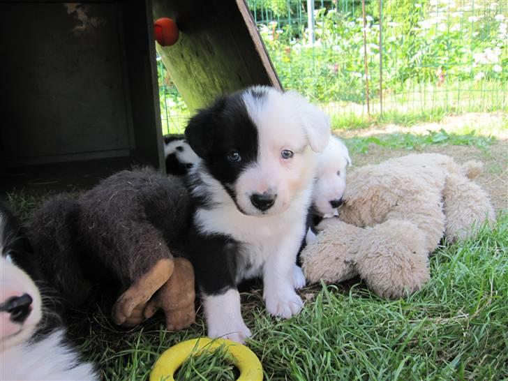 Border collie Calvin - På besøg hos Calledrengen, her er han lige knap 5 uger. billede 7