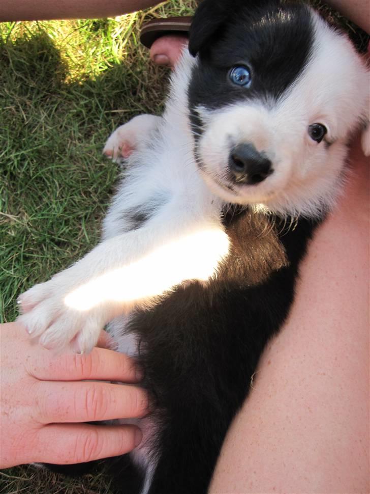 Border collie Calvin - Også da jeg var ovre at besøge ham, knap 5 uger gammel :) billede 8