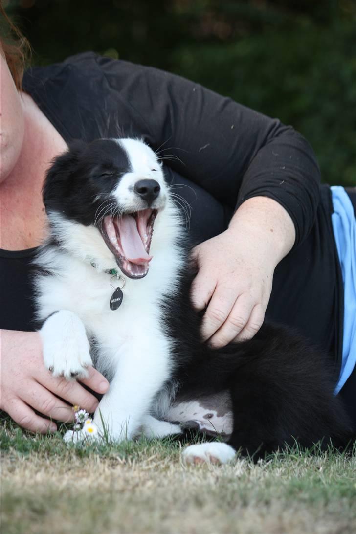 Border collie Calvin billede 9