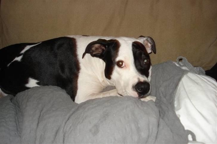 Amerikansk staffordshire terrier Calli RIP billede 8