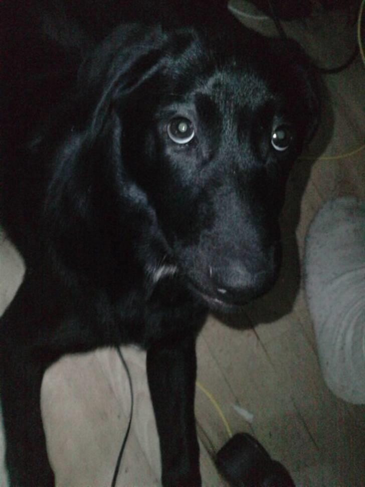 Blanding af racer Zeus billede 5