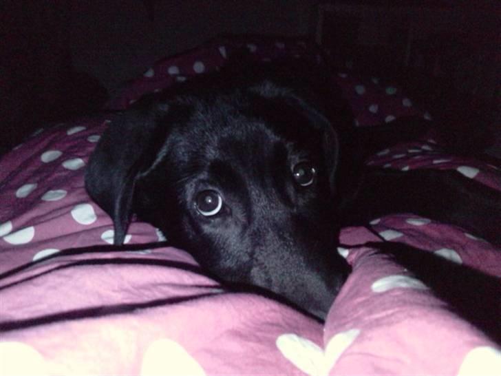 Blanding af racer Zeus - Bassemand ligger i sengen med mor ;) billede 6