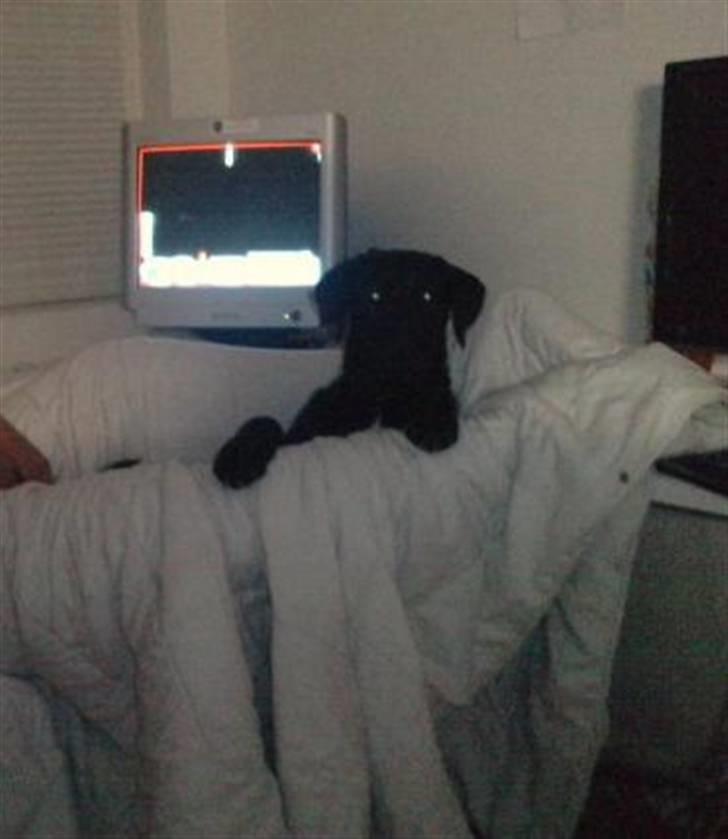 Blanding af racer Zeus - Ja når mor sad op ved computeren med sin dyne og hyggede skulle han altså os med os og ligge :) billede 7