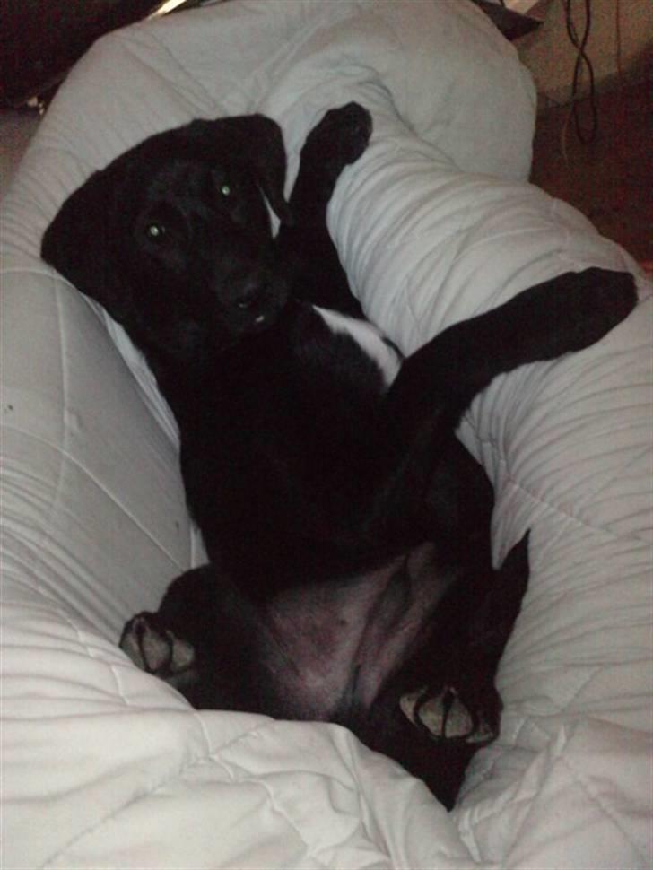 Blanding af racer Zeus - Tosse. billede 8