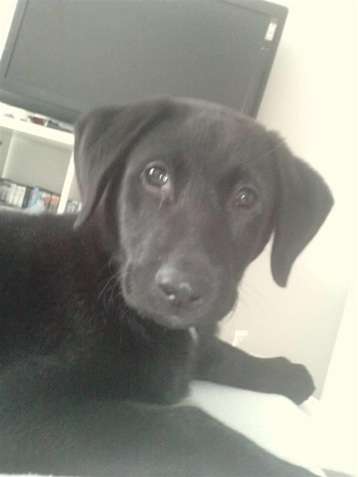 Blanding af racer Zeus - dejlige znøvse mand <3 billede 9