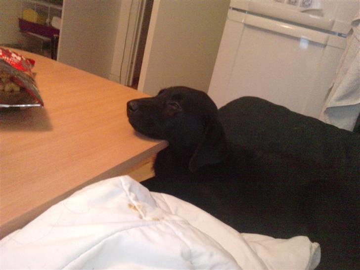 Blanding af racer Zeus - Underlig måde att sove på, men sådan sover han bedst ;P billede 10