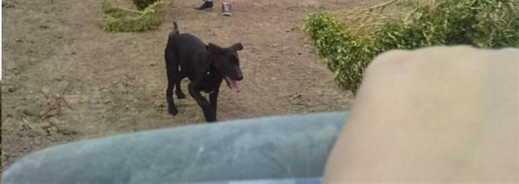 Blanding af racer Zeus - Hjemme hos min svigermors sommerhus, der er kæmpe have så han eeeelsker bare at være derhjemme . billede 11