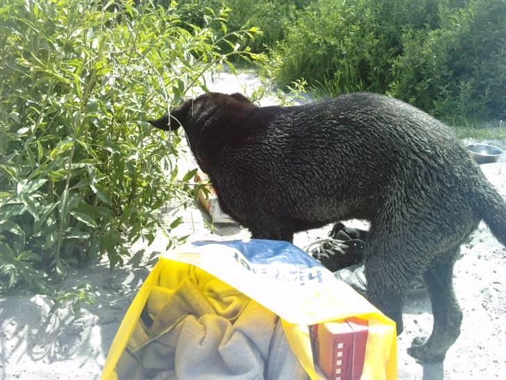 Blanding af racer Zeus - nede på stranden, og dejliigt smurt ind i sand . billede 12