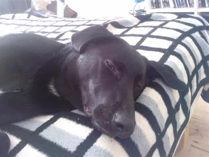 Blanding af racer Zeus - ligger og ræve sover :P billede 13