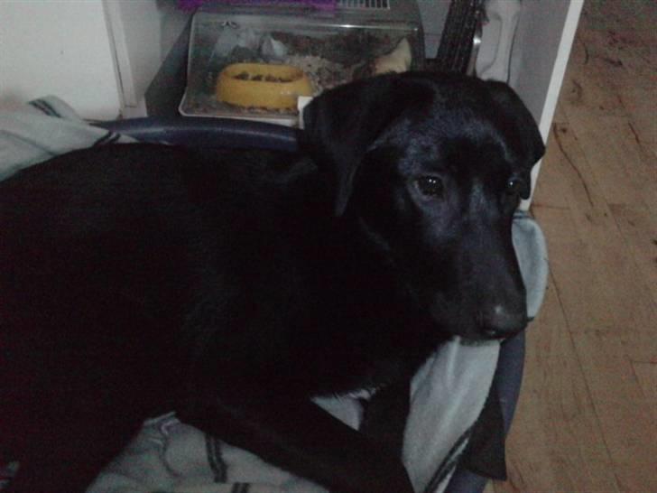 Blanding af racer Zeus - Bassemand i sin kurv . billede 14