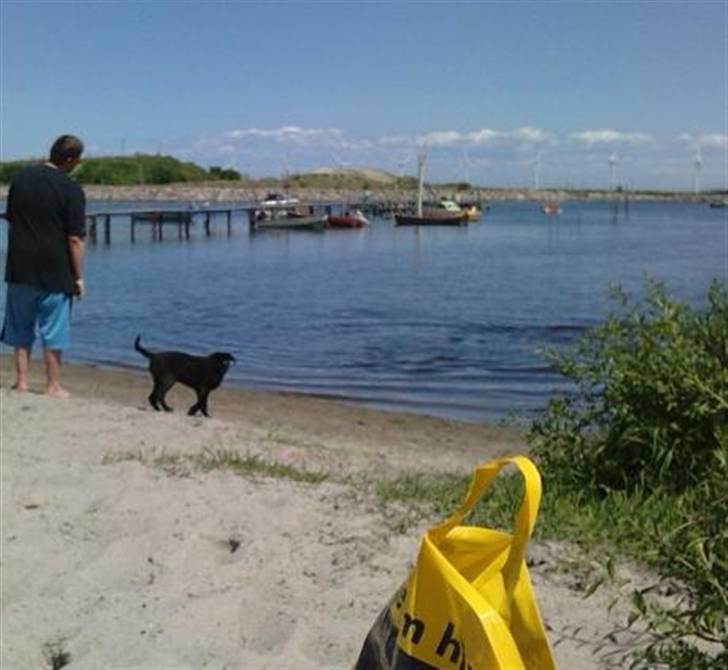 Blanding af racer Zeus - Ned på stranden, første gang han var dernede. Ej hvor han elskede at være i vandet . billede 15