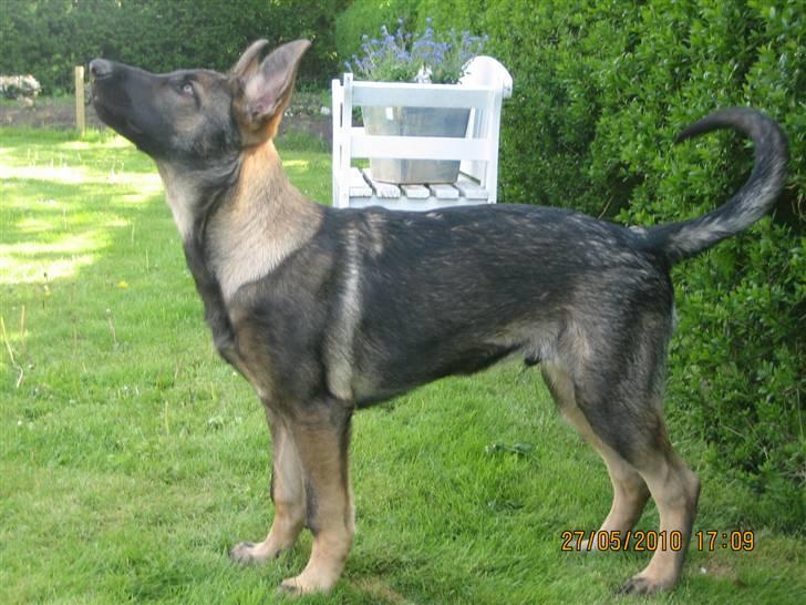 Schæferhund Kenai billede 17