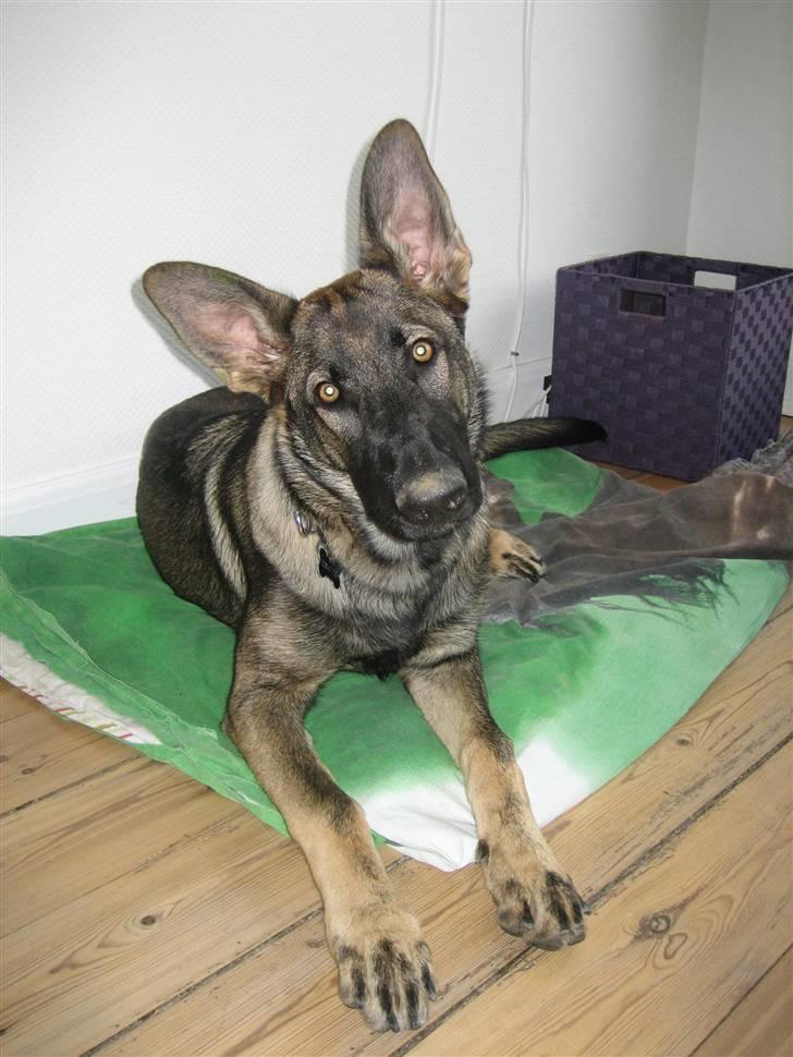 Schæferhund Kenai billede 18