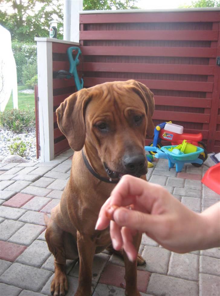 Rhodesian ridgeback Kato - Jeg kan altså godt sidde pænt, når mor vifter med et pølsestykke billede 9