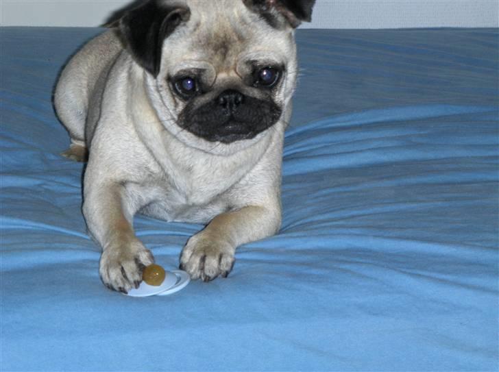 Mops Fiffi - Min sut billede 1