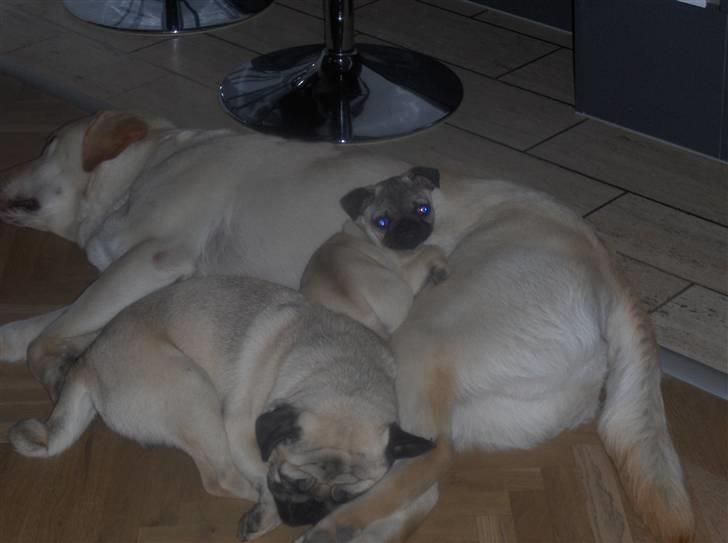 Mops Fiffi - Når jeg skal sove så er det helst mellem min ven og min kæreste billede 2