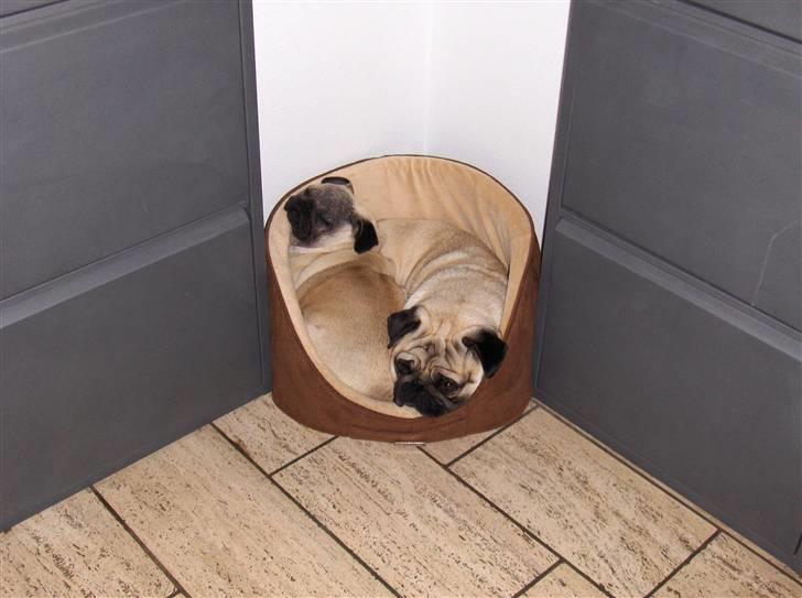 Mops Fiffi - Der er ikke meget plads men det går billede 3