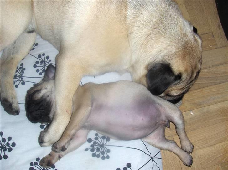 Mops Fiffi - Min mand passer på mig billede 4