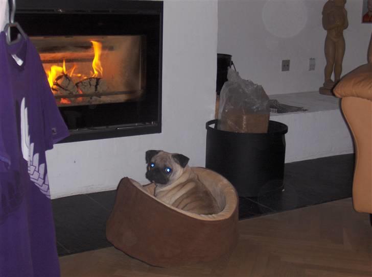 Mops Fiffi - Foran brændeovnen det er bare godt billede 5