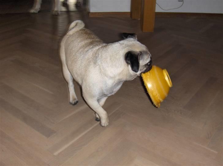 Mops Fiffi - Jeg er sulten giv mig mad billede 6