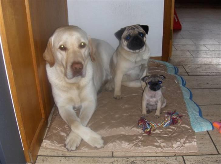 Mops Fiffi billede 7