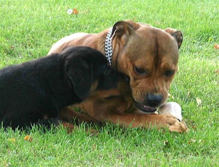 Rottweiler Kakestto's Freya - STOP - det er mit ben billede 11
