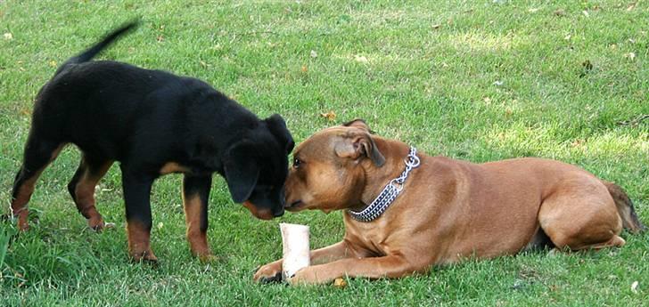 Rottweiler Kakestto's Freya - Jeg skal bare lige snuse til det! billede 12